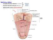 Šlapimo organų sistema. Inkstai  12 puslapis