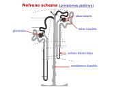 Šlapimo organų sistema. Inkstai  13 puslapis