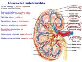 Šlapimo organų sistema. Inkstai  14 puslapis