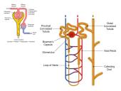 Šlapimo organų sistema. Inkstai  15 puslapis