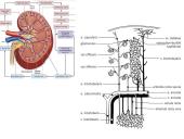 Šlapimo organų sistema. Inkstai  16 puslapis