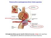 Šlapimo organų sistema. Inkstai  17 puslapis