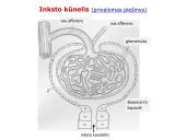 Šlapimo organų sistema. Inkstai  18 puslapis