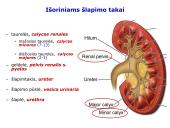 Šlapimo organų sistema. Inkstai  20 puslapis