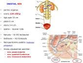 Šlapimo organų sistema. Inkstai  3 puslapis