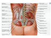 Šlapimo organų sistema. Inkstai  4 puslapis