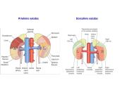 Šlapimo organų sistema. Inkstai  5 puslapis