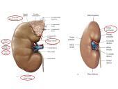 Šlapimo organų sistema. Inkstai  6 puslapis