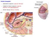 Šlapimo organų sistema. Inkstai  7 puslapis