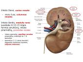 Šlapimo organų sistema. Inkstai  8 puslapis