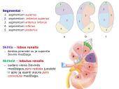 Šlapimo organų sistema. Inkstai  9 puslapis