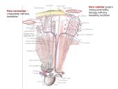 Šlapimo organų sistema. Inkstai  10 puslapis