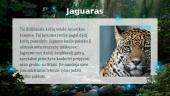 Džiunglės ir Amazonija 12 puslapis