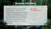 Džiunglės ir Amazonija 7 puslapis