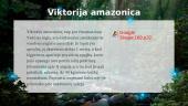Džiunglės ir Amazonija 8 puslapis