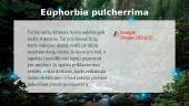 Džiunglės ir Amazonija 10 puslapis