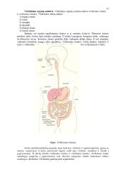 Mityba ir virškinimas (konspektas) 12 puslapis