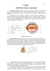 Mityba ir virškinimas (konspektas) 13 puslapis