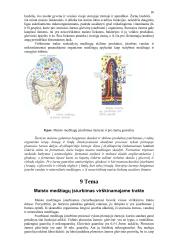 Mityba ir virškinimas (konspektas) 16 puslapis