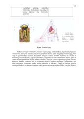 Mityba ir virškinimas (konspektas) 20 puslapis