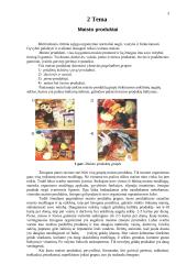 Mityba ir virškinimas (konspektas) 3 puslapis