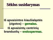 Augalų dauginimasis. Kartų kaita 11 puslapis