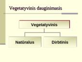 Augalų dauginimasis. Kartų kaita 12 puslapis