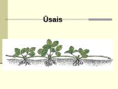 Augalų dauginimasis. Kartų kaita 14 puslapis