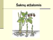 Augalų dauginimasis. Kartų kaita 15 puslapis