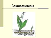 Augalų dauginimasis. Kartų kaita 16 puslapis