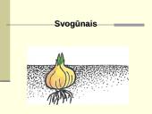 Augalų dauginimasis. Kartų kaita 17 puslapis