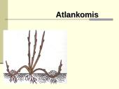 Augalų dauginimasis. Kartų kaita 19 puslapis