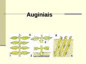Augalų dauginimasis. Kartų kaita 20 puslapis