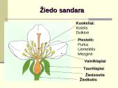 Augalų dauginimasis. Kartų kaita 6 puslapis