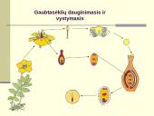 Augalų dauginimasis. Kartų kaita 10 puslapis