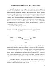 Išsamus pasiruošimas ekologijos egzaminui 8 puslapis