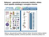 Ląstelės sandara ir struktūra 15 puslapis