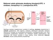 Ląstelės sandara ir struktūra 16 puslapis