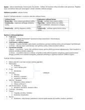 Antika konspektas 2 puslapis