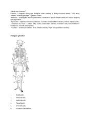 Ekosistema. Žmogus. Žmogaus anatomija 5 puslapis