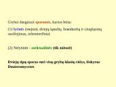 Grybeliai 11 puslapis