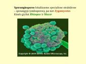 Grybeliai 13 puslapis