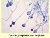 Grybeliai 14 puslapis