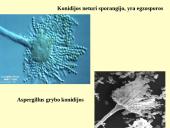 Grybeliai 15 puslapis