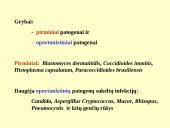 Grybeliai 17 puslapis