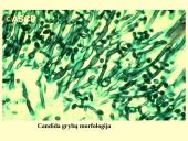 Grybeliai 20 puslapis