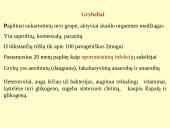 Grybeliai 3 puslapis