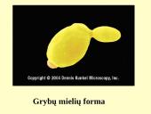 Grybeliai 6 puslapis