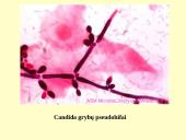 Grybeliai 7 puslapis