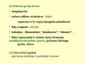 Grybeliai 8 puslapis